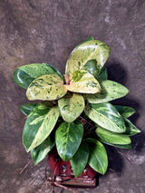 Philodendron Red Congo - Dwarf Red Congo Indoor Outdoor Plants (June-25-07)