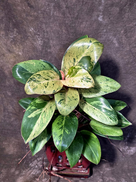 Philodendron Red Congo - Dwarf Red Congo Indoor Outdoor Plants (June-25-07)