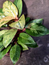 Philodendron Red Congo - Dwarf Red Congo Indoor Outdoor Plants (June-25-07)