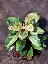 Philodendron Red Congo - Dwarf Red Congo Indoor Outdoor Plants (June-25-07)