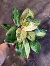 Philodendron Red Congo - Dwarf Red Congo Indoor Outdoor Plants (June-25-07)