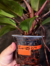 Philodendron Red Congo - Dwarf Red Congo Indoor Outdoor Plants (June-25-07)