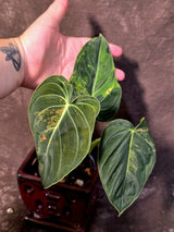 Philodendron Melanochrysum Variegated - Rare Tropical Plant - (June-25-06)