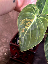 Philodendron Melanochrysum Variegated - Rare Tropical Plant - (June-25-06)