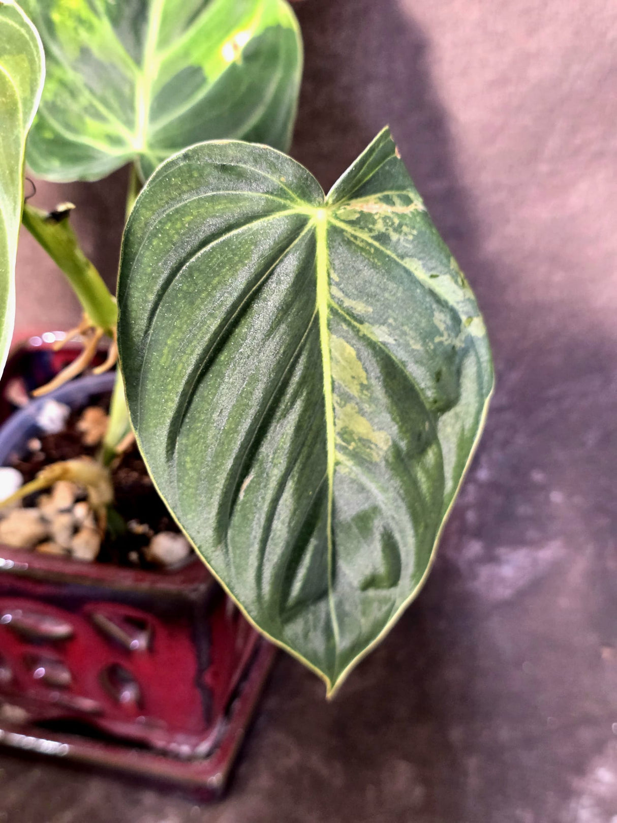 Philodendron Melanochrysum Variegated - Rare Tropical Plant - (June-25-06)