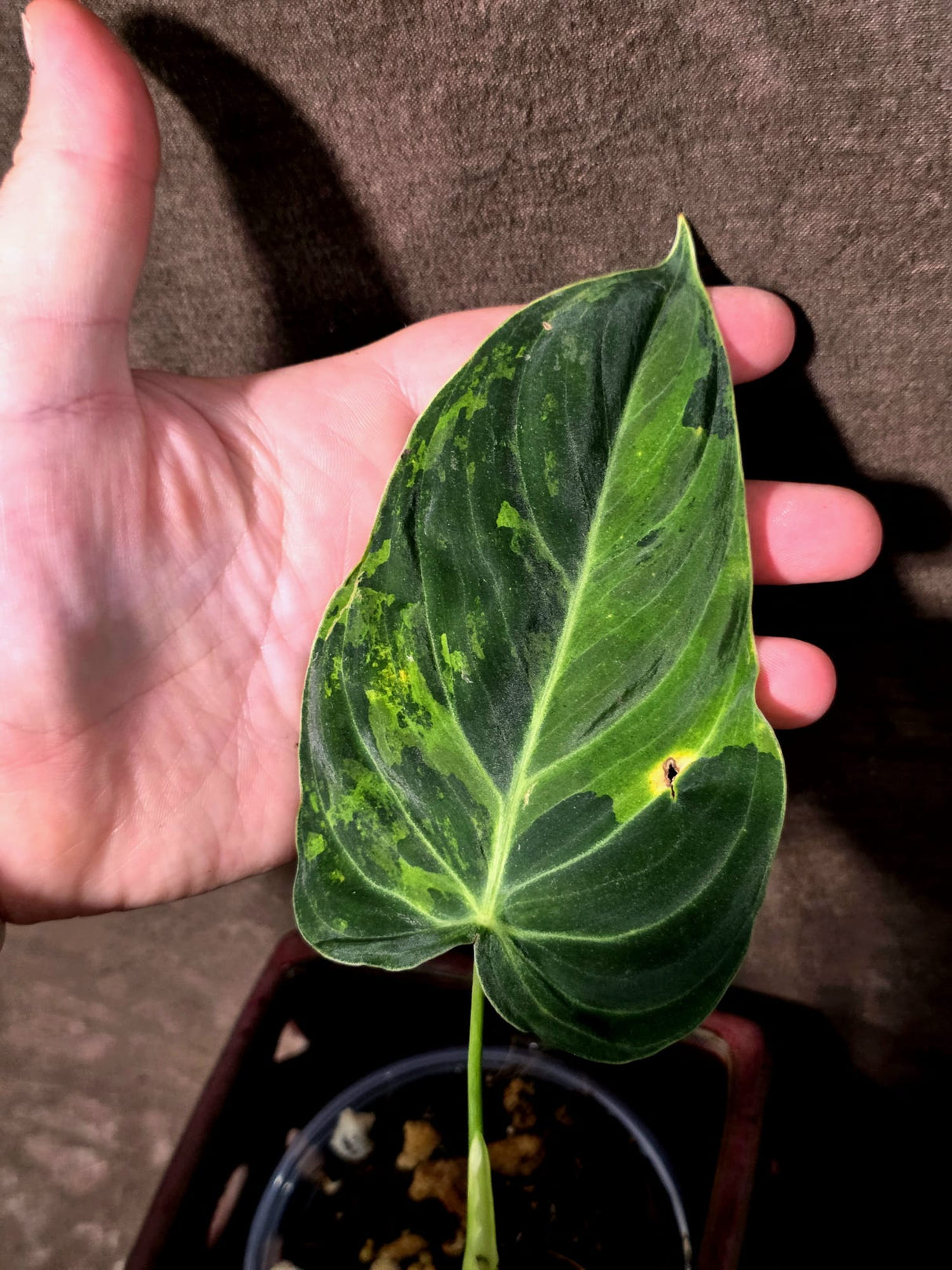 Philodendron Melanochrysum Variegated - Rare Tropical Plant - (June-25-06)