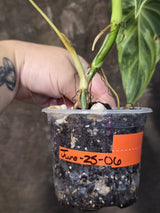 Philodendron Melanochrysum Variegated - Rare Tropical Plant - (June-25-06)