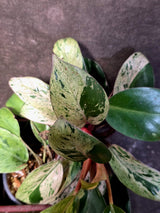 Philodendron Red Congo - Dwarf Red Congo Indoor Outdoor Gardening Plants (June-25-10)