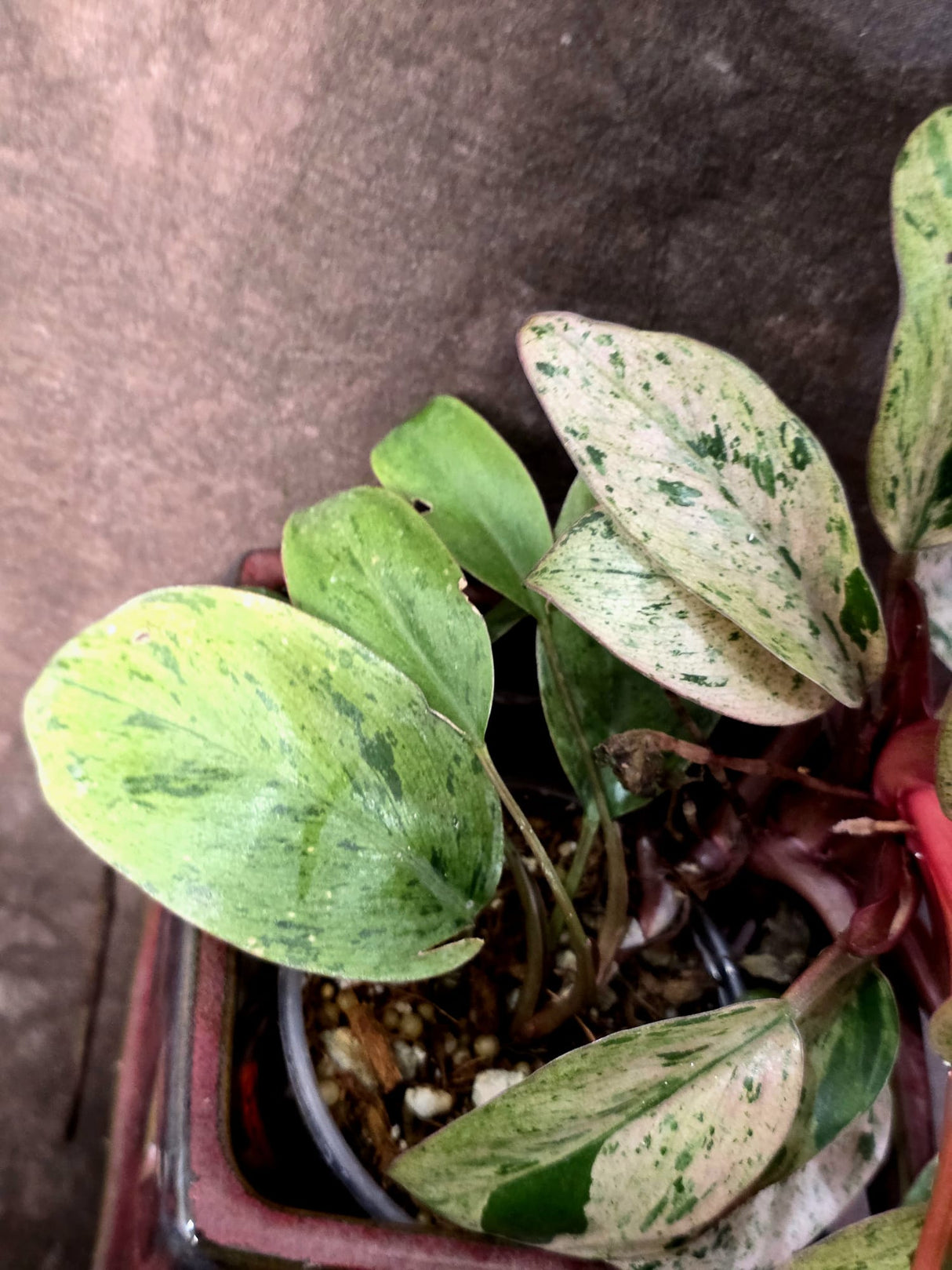 Philodendron Red Congo - Dwarf Red Congo Indoor Outdoor Gardening Plants (June-25-10)