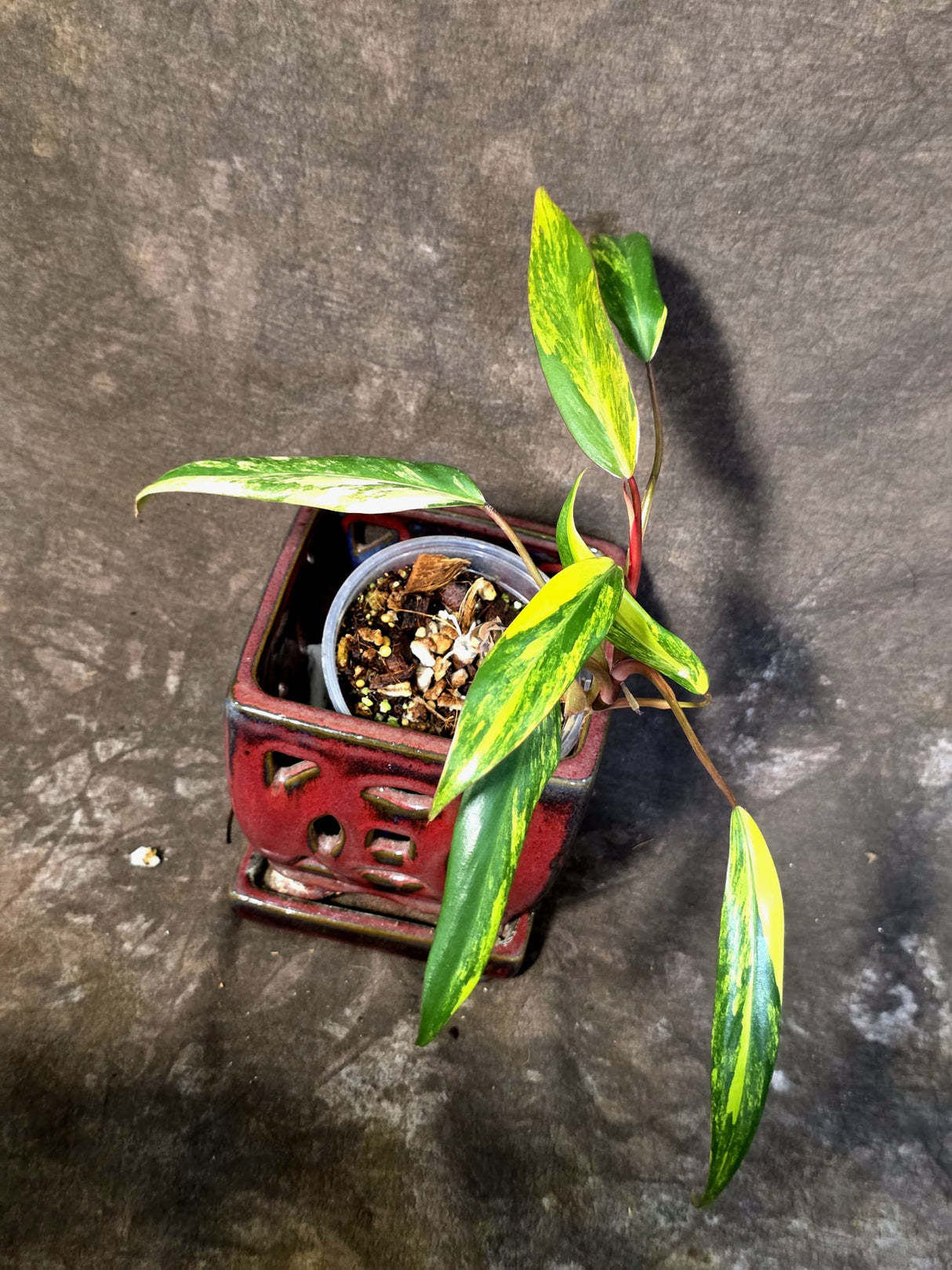Variegated Philodendron Strawberry Shake Live Plant - (June-25-08)