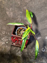Variegated Philodendron Strawberry Shake Live Plant - (June-25-08)