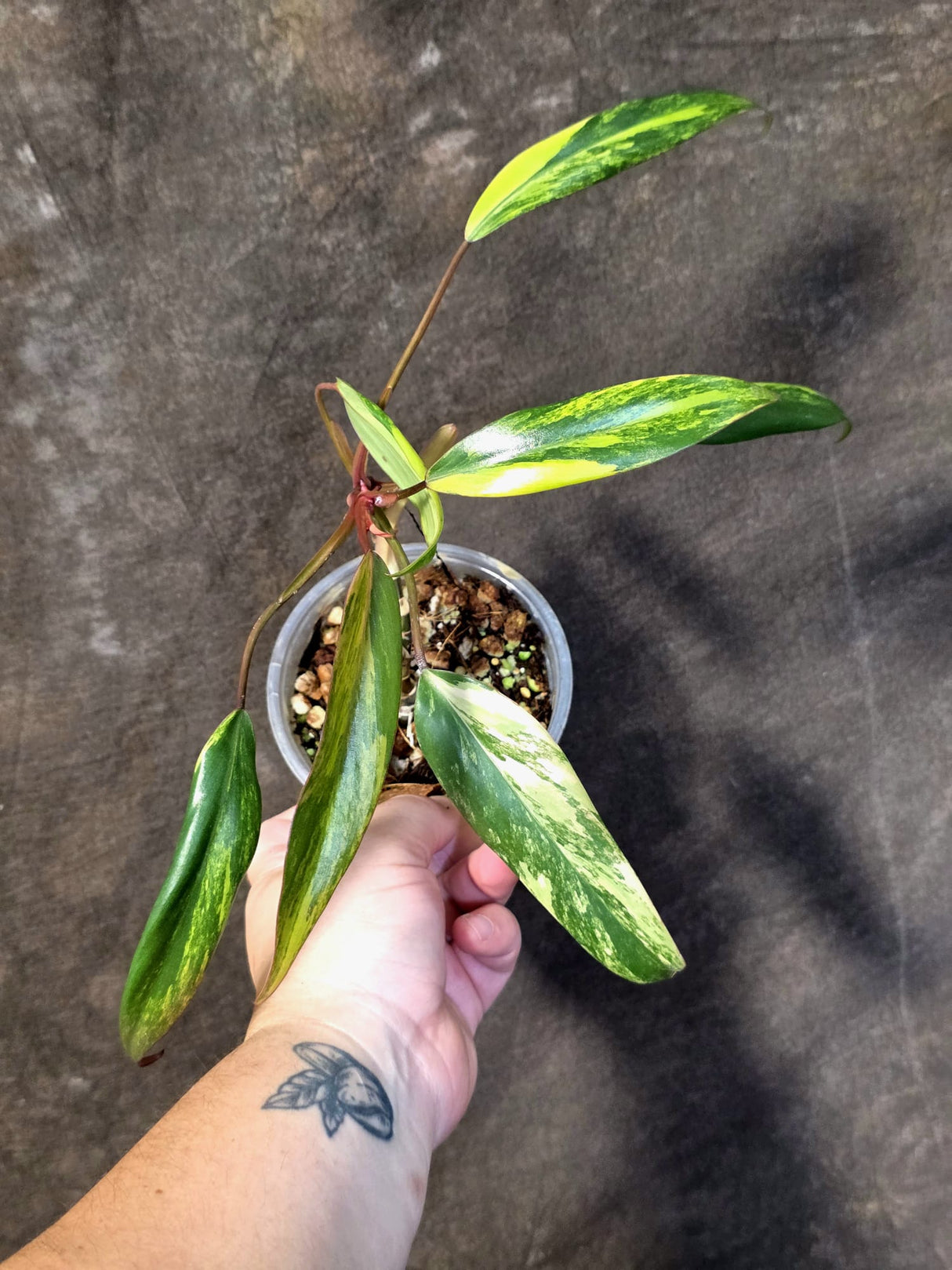 Variegated Philodendron Strawberry Shake Live Plant - (June-25-08)