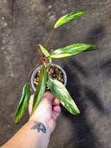 Variegated Philodendron Strawberry Shake Live Plant - (June-25-08)
