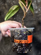 Variegated Philodendron Strawberry Shake Live Plant - (June-25-08)