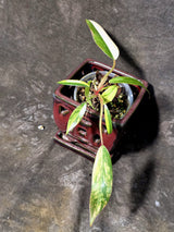 Variegated Philodendron Strawberry Shake Live Plant - (June-25-09)