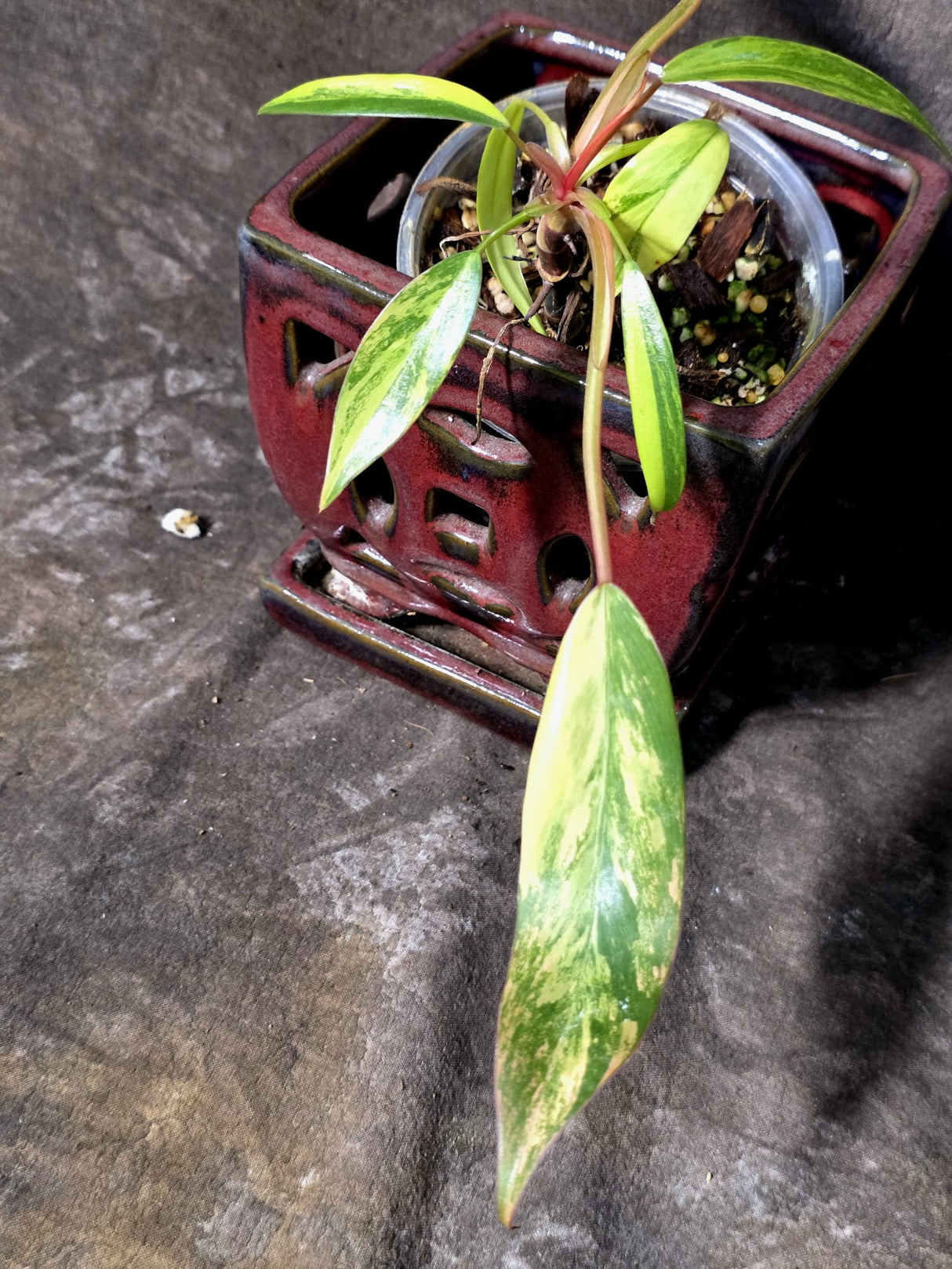 Variegated Philodendron Strawberry Shake Live Plant - (June-25-09)