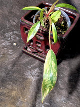 Variegated Philodendron Strawberry Shake Live Plant - (June-25-09)