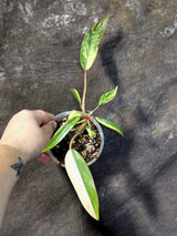 Variegated Philodendron Strawberry Shake Live Plant - (June-25-09)