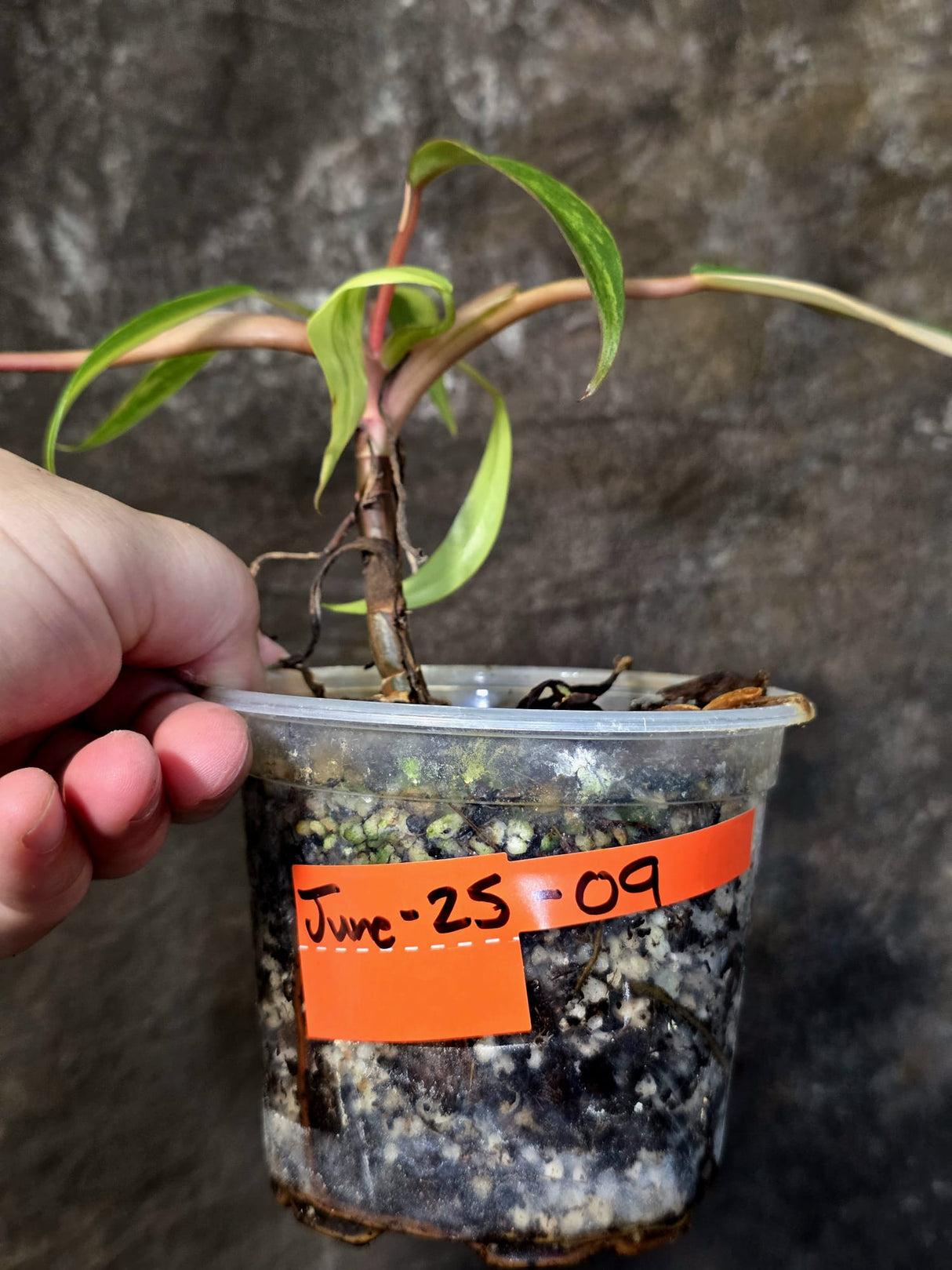 Variegated Philodendron Strawberry Shake Live Plant - (June-25-09)