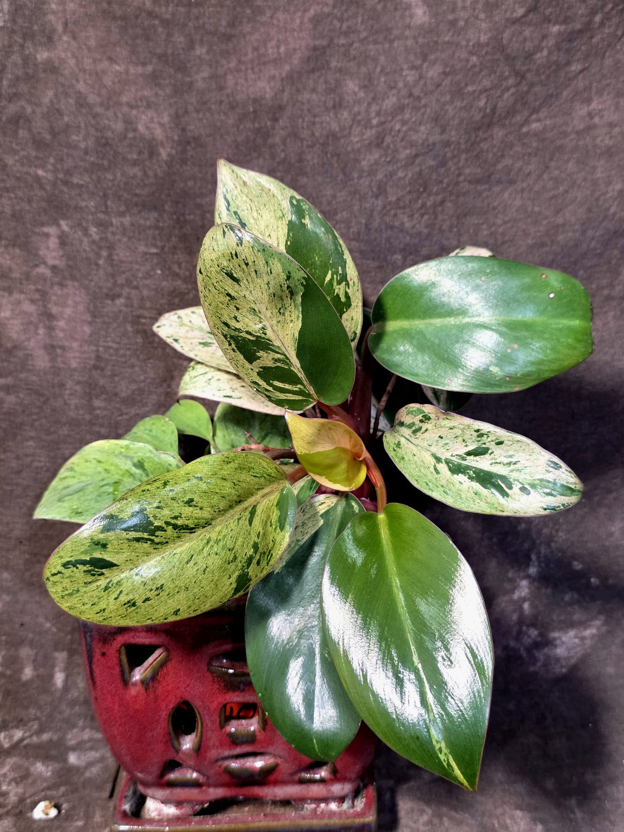Philodendron Red Congo - Dwarf Red Congo Indoor Outdoor Gardening Plants (June-25-10)