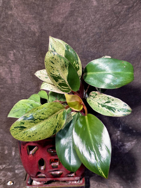 Philodendron Red Congo - Dwarf Red Congo Indoor Outdoor Gardening Plants (June-25-10)