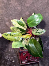 Philodendron Red Congo - Dwarf Red Congo Indoor Outdoor Gardening Plants (June-25-10)