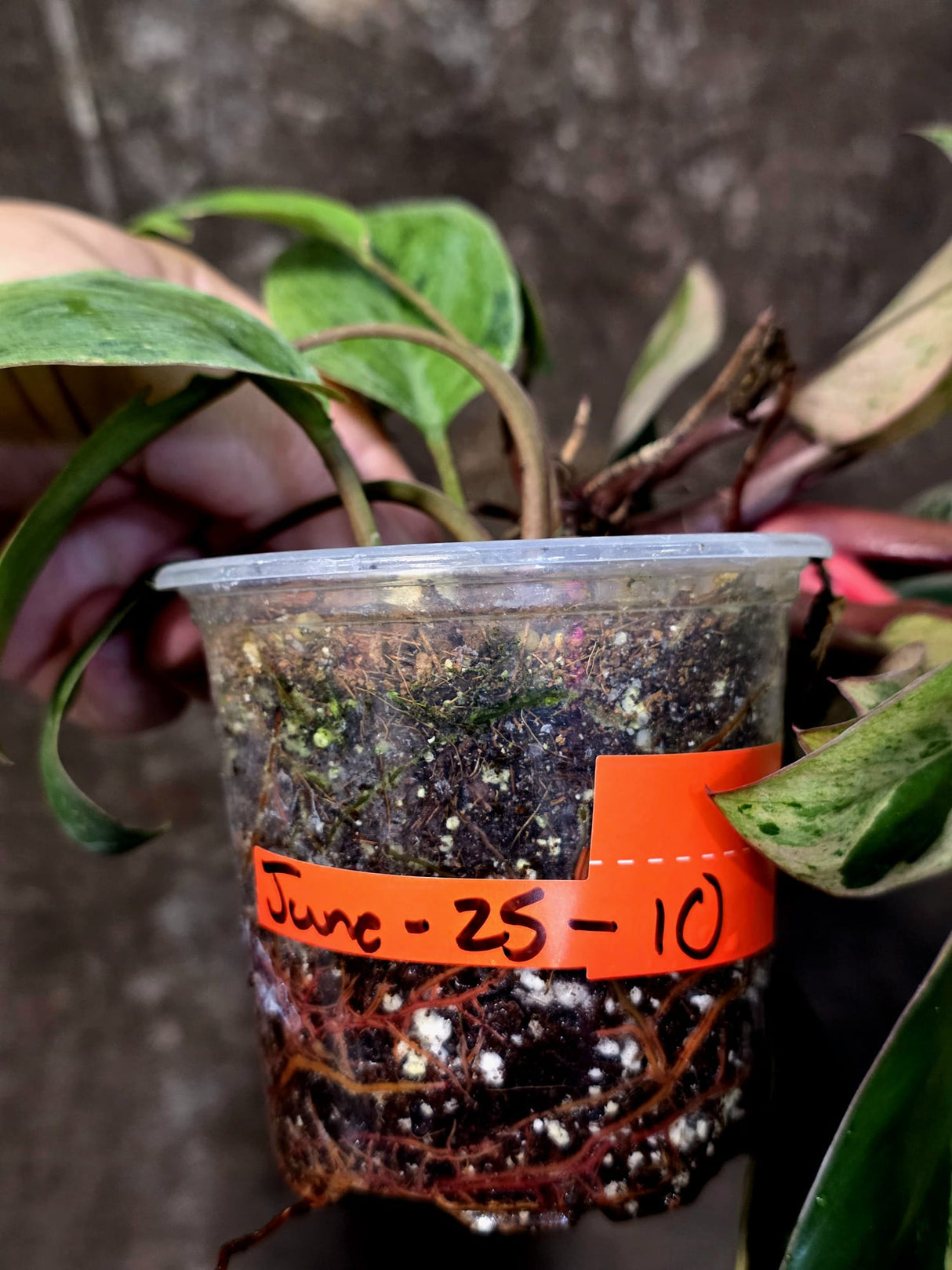 Philodendron Red Congo - Dwarf Red Congo Indoor Outdoor Gardening Plants (June-25-10)