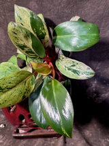 Philodendron Red Congo - Dwarf Red Congo Indoor Outdoor Gardening Plants (June-25-10)
