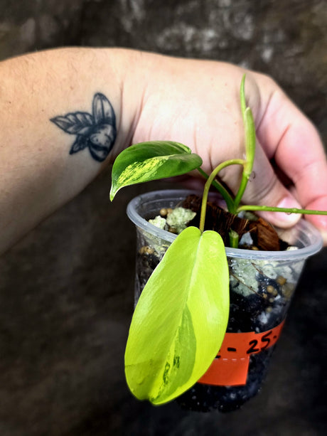 Variegated Philodendron Florida Beauty – Exact Plant –  (June-25-11)