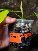 Variegated Philodendron Florida Beauty – Exact Plant –  (June-25-11)