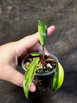 Variegated Philodendron Strawberry Shake Live Plant - (June-25-12)