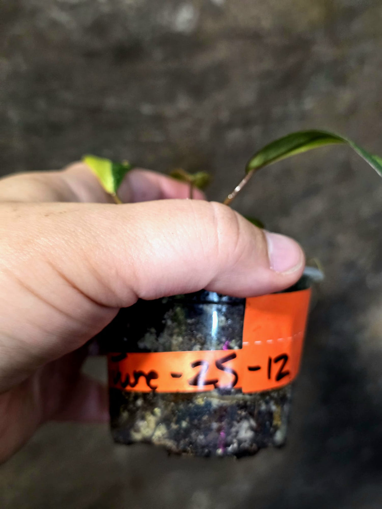 Variegated Philodendron Strawberry Shake Live Plant - (June-25-12)