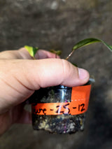 Variegated Philodendron Strawberry Shake Live Plant - (June-25-12)