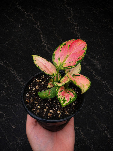 Aglaonema Lady Valentine 4" - Chinese Evergreen - Live Indoor Plant - Low Light Houseplant - Plant Lover Gift