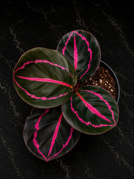 Calathea Dottie in 4" Pot - Calathea Roseopicta - Prayer Plant - Live Houseplant - Tropical Indoor Plant