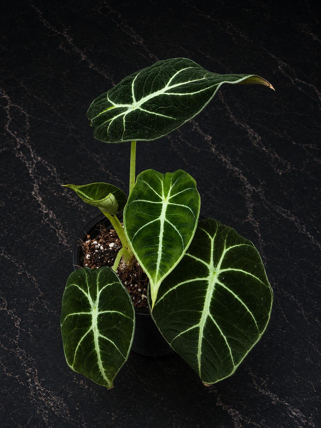 Alocasia Black Velvet 4" - Rare Alocasia - Velvet Leaf Plant - Live Houseplant - Indoor Plant