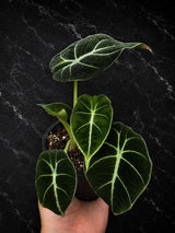 Alocasia Black Velvet 4" - Rare Alocasia - Velvet Leaf Plant - Live Houseplant - Indoor Plant