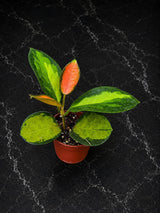 Hoya Australis Variegated in 2" Pot - Rare Wax Plant – Variegated Hoya - Live Indoor Plant