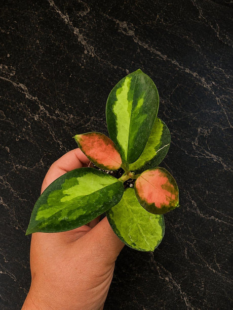 Hoya Australis Variegated in 2" Pot - Rare Wax Plant – Variegated Hoya - Live Indoor Plant