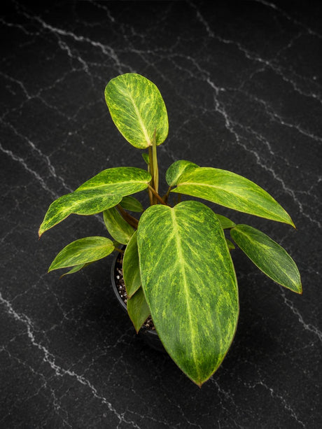 Philodendron Painted Lady 4" - Rare Philodendron - Tropical Houseplant - Aroid Plant - Live Indoor Plant - Plant Lover Gift