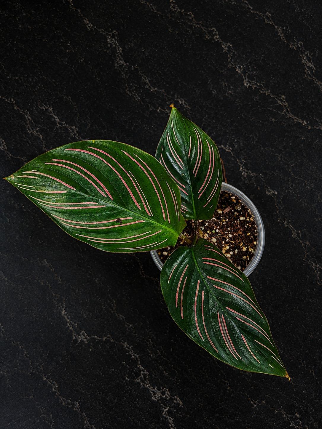 Calathea Beauty Star Live Plant in 3" Pot – Prayer Plant – Tropical Indoor Houseplant – Pet-Friendly Foliage Plant