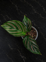 Calathea Beauty Star Live Plant in 3" Pot – Prayer Plant – Tropical Indoor Houseplant – Pet-Friendly Foliage Plant