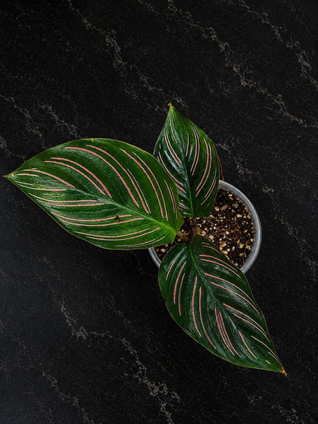 Calathea Beauty Star Live Plant in 3" Pot – Prayer Plant – Tropical Indoor Houseplant – Pet-Friendly Foliage Plant