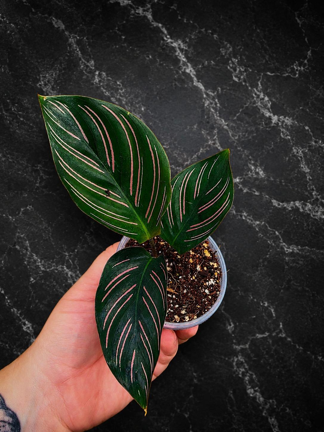 Calathea Beauty Star Live Plant in 3" Pot – Prayer Plant – Tropical Indoor Houseplant – Pet-Friendly Foliage Plant