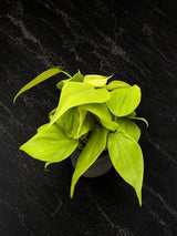 Philodendron Lemon Lime Starter Plant in 3" Pot – Neon Heartleaf Philodendron – Easy Care Tropical Indoor Houseplant