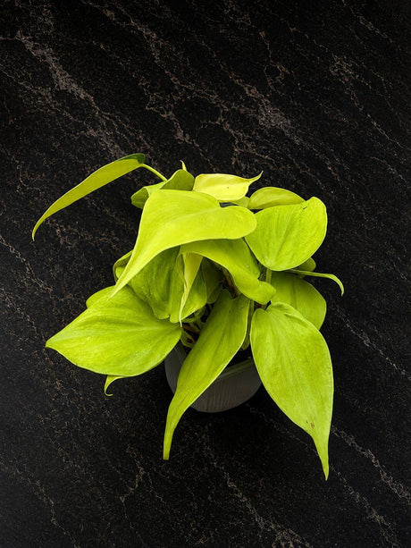 Philodendron Lemon Lime Starter Plant in 3" Pot – Neon Heartleaf Philodendron – Easy Care Tropical Indoor Houseplant