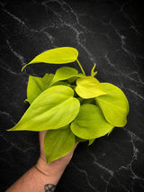 Philodendron Lemon Lime Starter Plant in 3" Pot – Neon Heartleaf Philodendron – Easy Care Tropical Indoor Houseplant