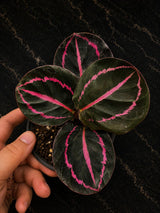 Calathea Dottie in 4" Pot - Calathea Roseopicta - Prayer Plant - Live Houseplant - Tropical Indoor Plant