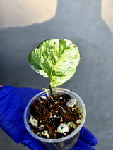 Epipremnum Global Japan - EXACT Japanese Global Pothos - (June-22-122)