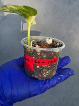 Epipremnum Global Japan - EXACT Japanese Global Pothos - (June-22-122)